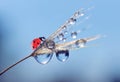 Water drops and ladybug on a dandelion seed close up.