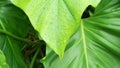 Water drops on large green leaf tropical plants.