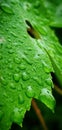 Water Drops Leaf Royalty Free Stock Photo