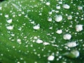 Water Drops on Leaf