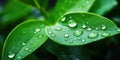 Water Drops On Leaf Background Symbolize Natures Beauty