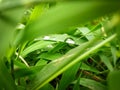 Water drops on leaf