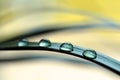 Water drops on a leaf closeup