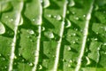 Water drops on leaf closeup Royalty Free Stock Photo