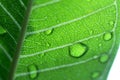 Water drops on leaf closeup Royalty Free Stock Photo