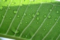 Water drops on leaf closeup Royalty Free Stock Photo