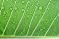 Water drops on leaf closeup Royalty Free Stock Photo