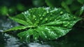 Water Drops on Leaf, Closeup Wet green Leaf, using Generative ai Royalty Free Stock Photo