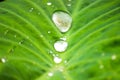 Water Drops On Leaf Royalty Free Stock Photo