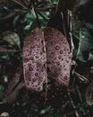 Water drops on leaf Royalty Free Stock Photo