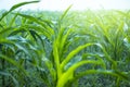 Water drops on leaf with greenery fresh background, Corn field agriculture. Green nature. Rural farm land Royalty Free Stock Photo