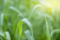 Water drops on leaf with greenery fresh background, Corn field agriculture. Green nature. Rural farm land Royalty Free Stock Photo