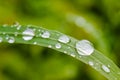 Water Drops On A Leaf Royalty Free Stock Photo