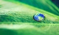 Water drops, leaf and plant in nature, earth or environment on a green background in summer. World, droplet and planet Royalty Free Stock Photo