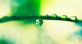 Water drops, leaf and plant in nature, outdoor or environment on a background in summer. Condensation, droplet or liquid