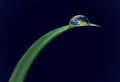 Water drops, leaf or plant in nature, planet or environment isolated on black background in studio. Earth, droplet or