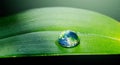 Water drops, leaf and plant on planet, nature or environment on a background in summer. Earth, droplet or world with Royalty Free Stock Photo