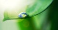 Water drops, leaf and plant in world, nature or environment on a background in summer. Earth, droplet or planet with Royalty Free Stock Photo