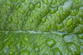 Water drops on a leaf after rain, background. Royalty Free Stock Photo