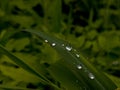 WATER DROPS ON LEAF