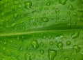 Water drops on leaf after rain. Royalty Free Stock Photo