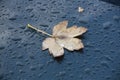 Water drops and a leaf on the roof of a car Royalty Free Stock Photo