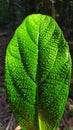 Water drops on leaf