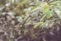 Water drops on leaves with a blurry background