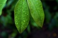 Water drops and leaves Royalty Free Stock Photo