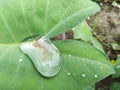 Water drops on leaves and flower durin rainy day in nature