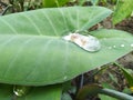 Water drops on leaves and flower durin rainy day in nature