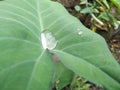 Water drops on leaves and flower durin rainy day in nature