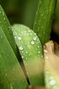 water drops on the leaves of the iris after the rain Royalty Free Stock Photo