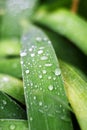 water drops on the leaves of the iris after the rain Royalty Free Stock Photo