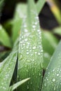 water drops on the leaves of the iris after the rain Royalty Free Stock Photo