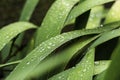 water drops on the leaves of the iris after the rain Royalty Free Stock Photo