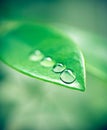 Water drops, leaves and plant outdoor in environment on a green background in summer. Condensation, droplet and liquid