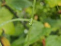 Water drops on the leaves and stems of grass and plants Royalty Free Stock Photo