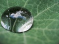 Water drops on the leaves and stems of grass and plants Royalty Free Stock Photo