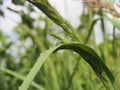 Water drops on the leaves and stems of grass and plants Royalty Free Stock Photo