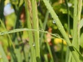 Water drops on the leaves and stems of grass and plants Royalty Free Stock Photo