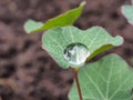 Water drops on the leaves and stems of grass and plants Royalty Free Stock Photo