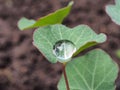 Water drops on the leaves and stems of grass and plants Royalty Free Stock Photo