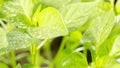 Water drops on the leaves of young seedlings of sweet pepper. Saplings of green pepper, young leaves of sweet pepper