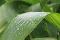 Water drops on lemongrass leaves