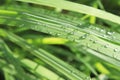 Water drops on lemongrass leaves