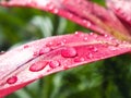 Water drops on a lily flower Royalty Free Stock Photo