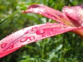 Water drops on a lily flower Royalty Free Stock Photo