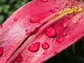 Water drops on a lily flower Royalty Free Stock Photo