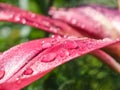 Water drops on a lily flower Royalty Free Stock Photo